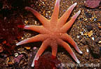 Smooth Sun Star