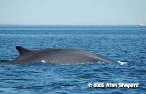 Whale