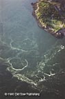 Old Sow Whirlpool
